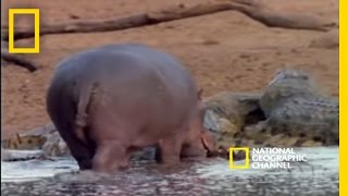 Harmonious Hippos and Crocs  National Geographic [upl. by Jorge944]