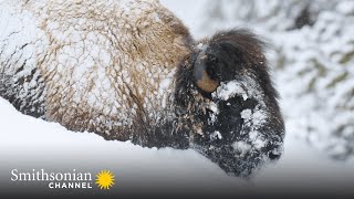 Yellowstone Bison Are Built for Winter Survival ❄️ Epic Yellowstone  Smithsonian Channel [upl. by Eitsyrhc]