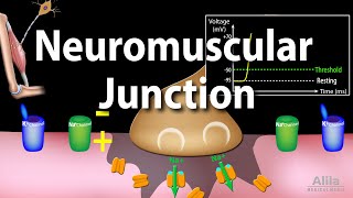 Neuromuscular Junction Animation [upl. by Kirschner]