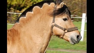 Amazing Horse  Norwegian Fjord Horse [upl. by Vedis]