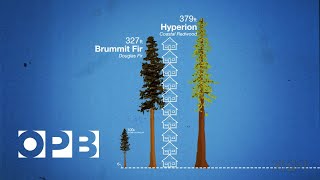 How Douglas Fir Trees Shaped The Northwest [upl. by Akiemehs]