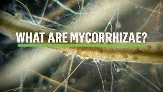 MYCORRHIZAE How does the symbiosis take place [upl. by Freed334]