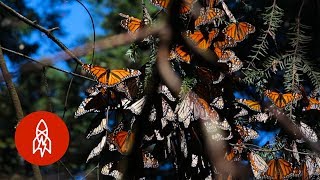 Monarchs by the Millions Welcome to Butterfly Forest [upl. by Ovida]